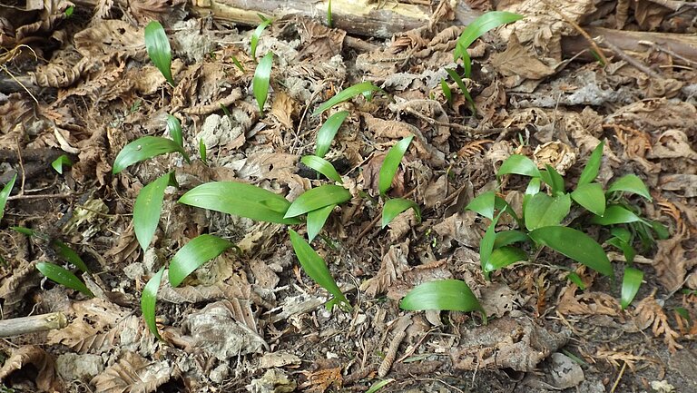 Bärlauchjungpflanzen Bärlauchjungpflanzen