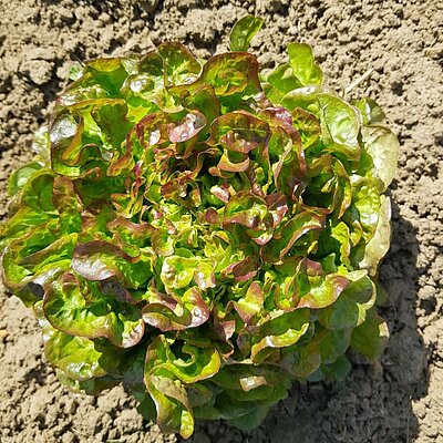 Eichblattsalat Bijella