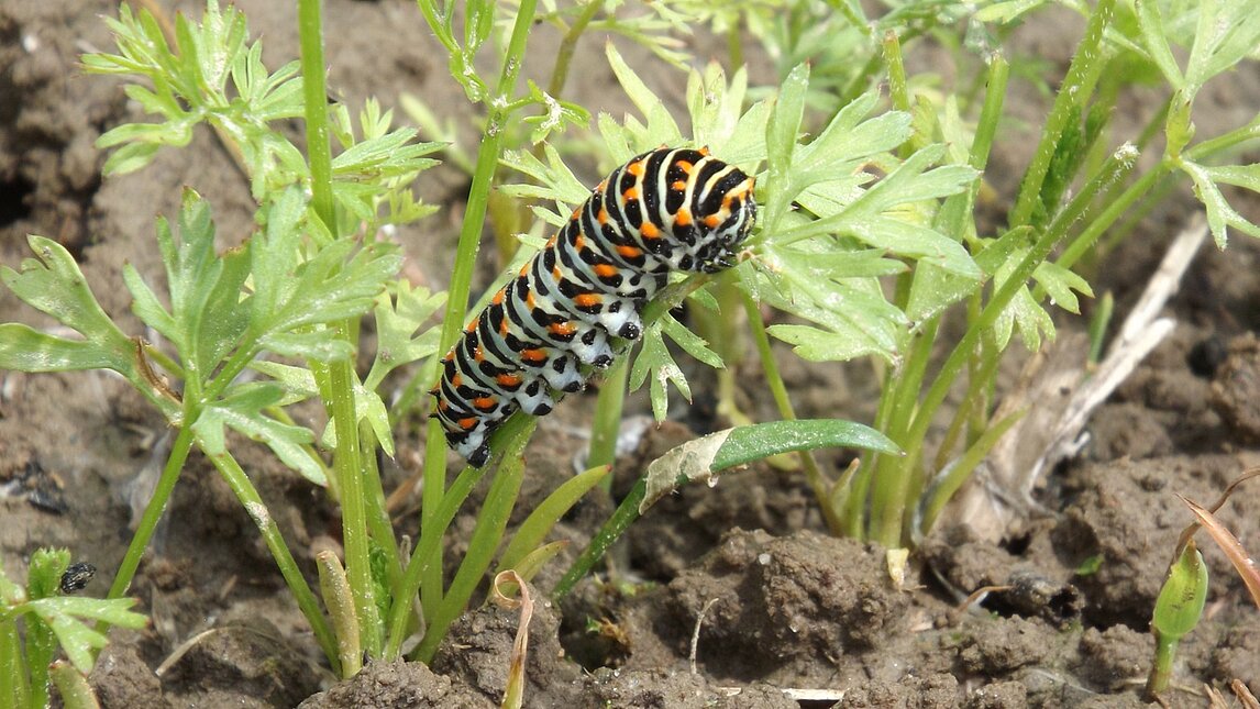 Schwalbenschwanz - Papilio machaon