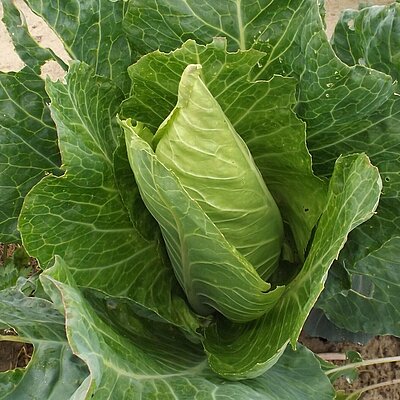 Weißkohl Spitzkohl Filderkraut