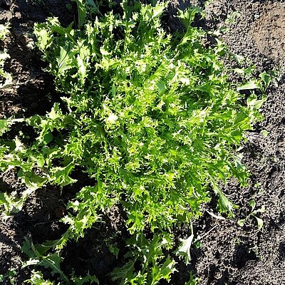 Endivie Frisée grosse Pancalière