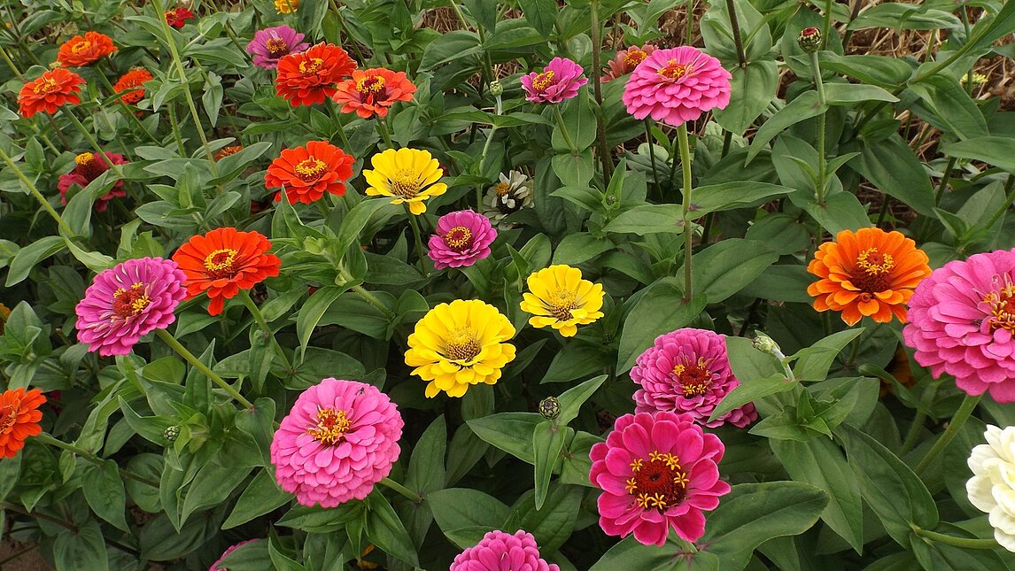 Zinnie - Zinnia elegans Zinnie - Zinnia elegans