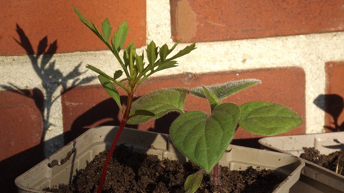 Schönbrunner Gold - Physalis peruviana