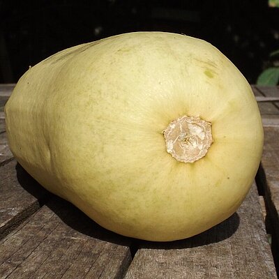 Zucchini Bijela Tikva