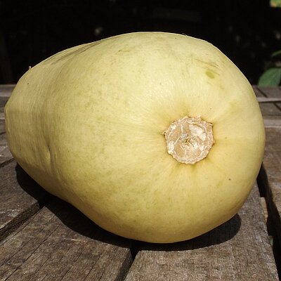 Zucchini Bijela Tikva