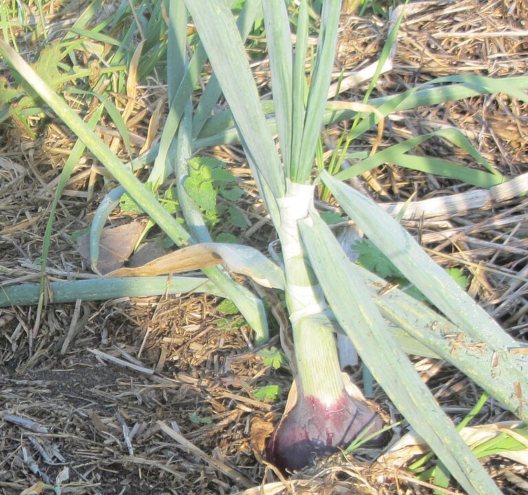 Frische Knoblauchernte jetzt bei Anek Frische Knoblauchernte jetzt bei Anek