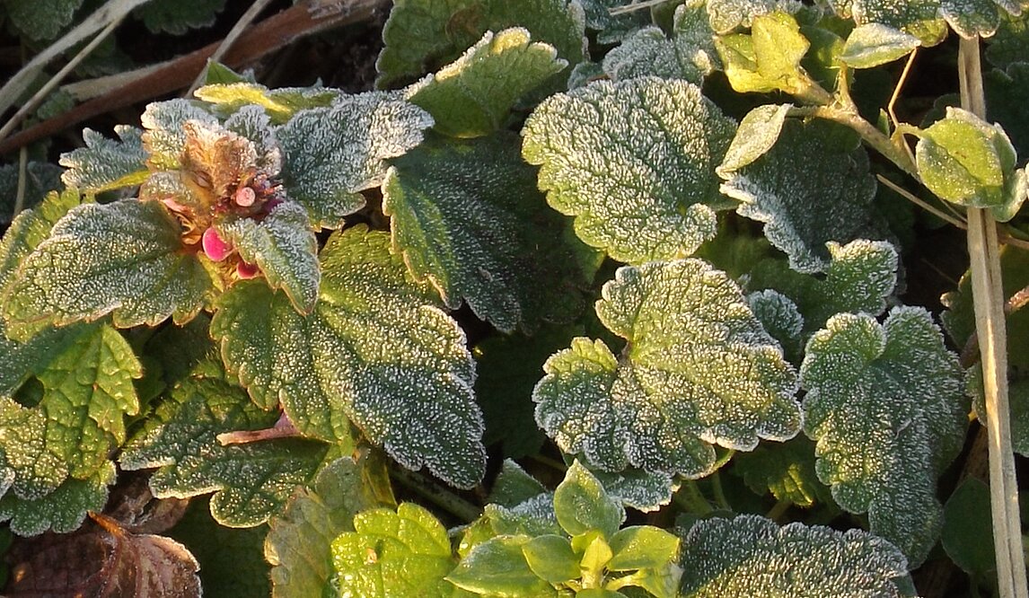 Taubnessel mit Blüte