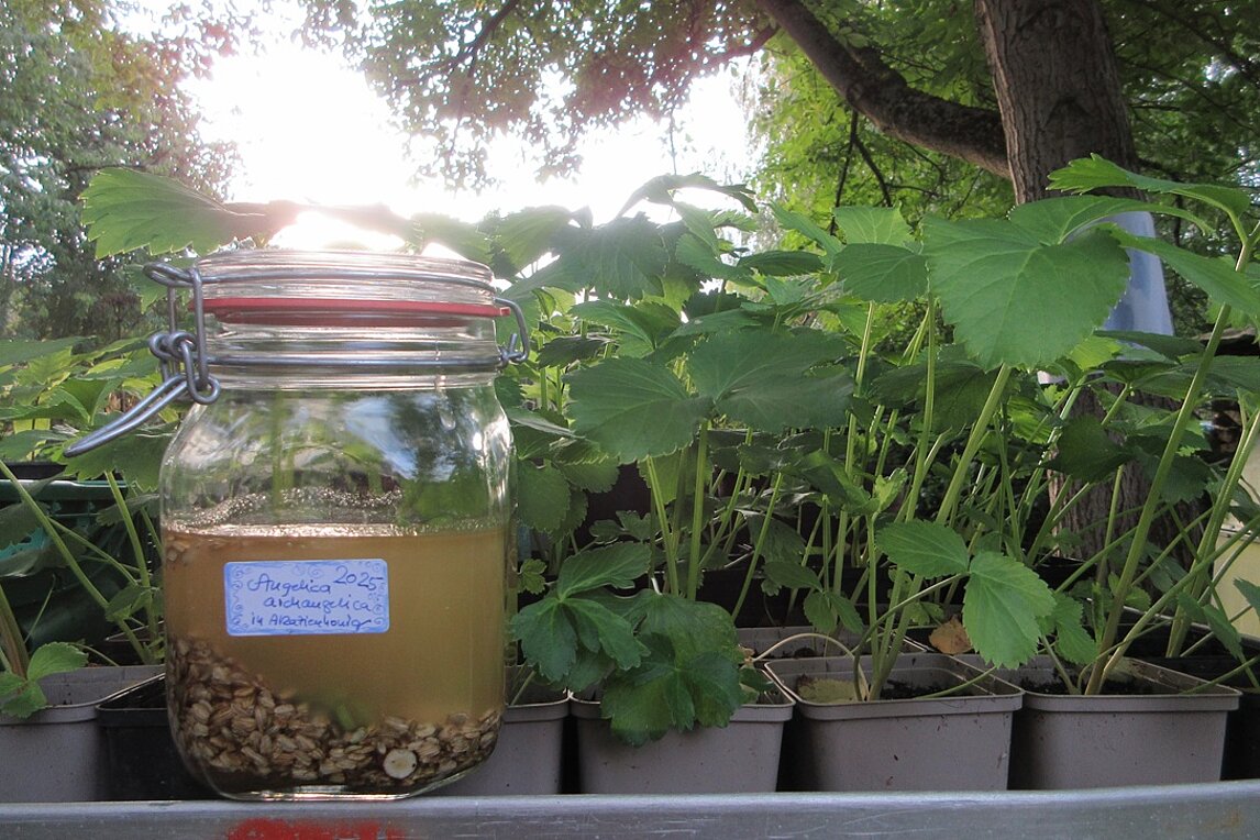 Engelwurz in Honig eingelegt