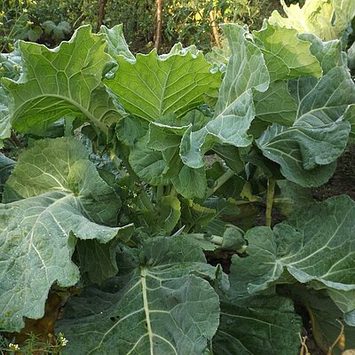 Port. Rippenkohl Cuove Tronchuda