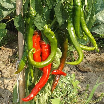 Paprika Long des Landes