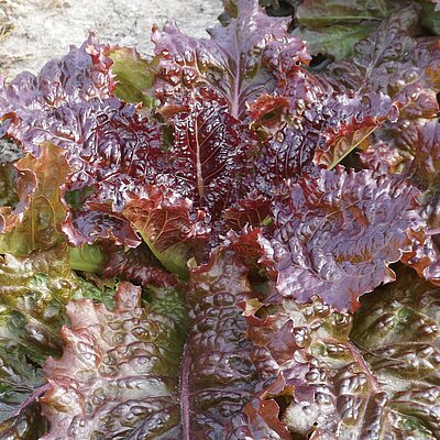 Schnittsalat Redbone