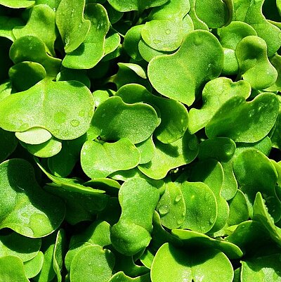 Salatrauke Rucola
