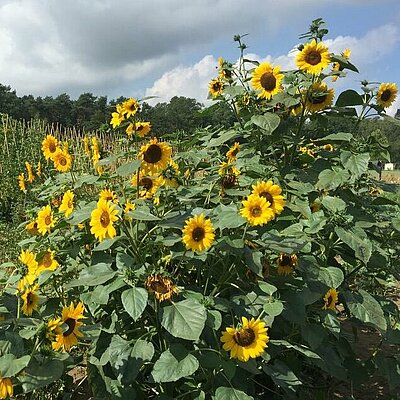 Sonnenblume Paccino