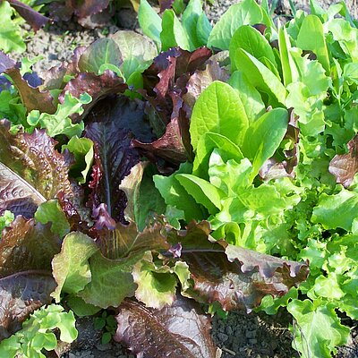 Schnittsalat Bunte Mischung