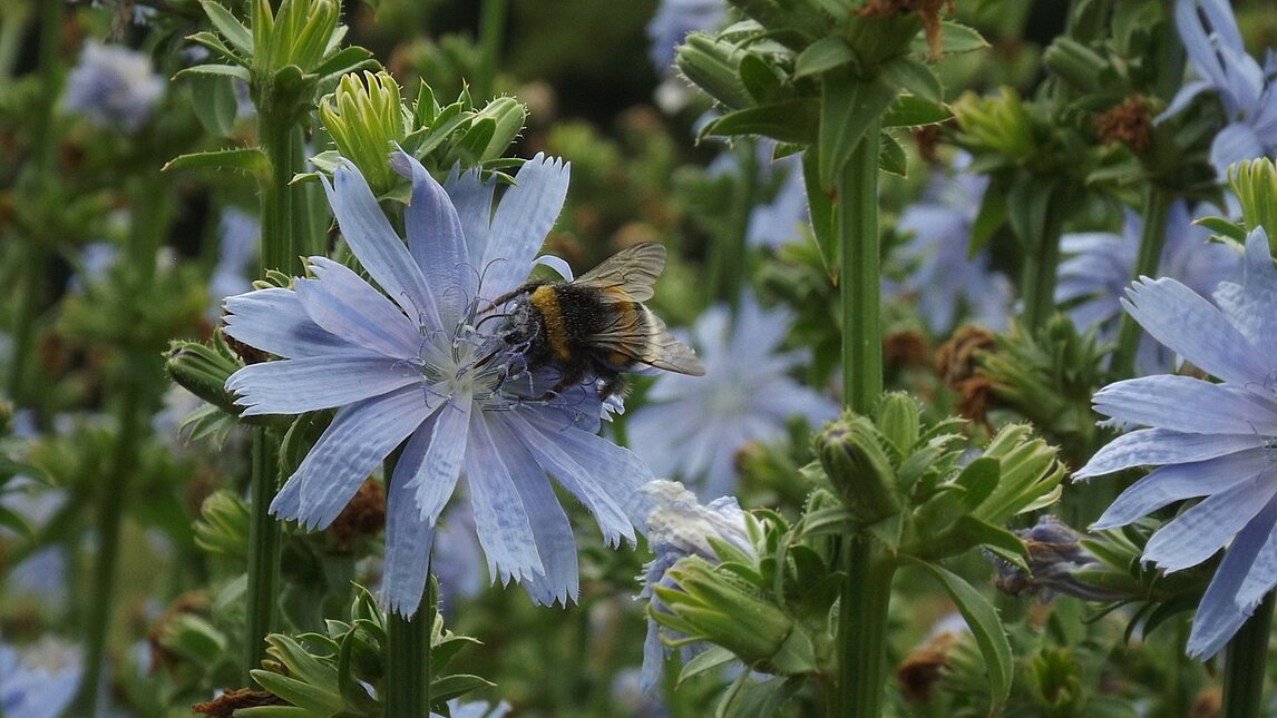 Chicorée mit Hummel Chicorée mit Hummel