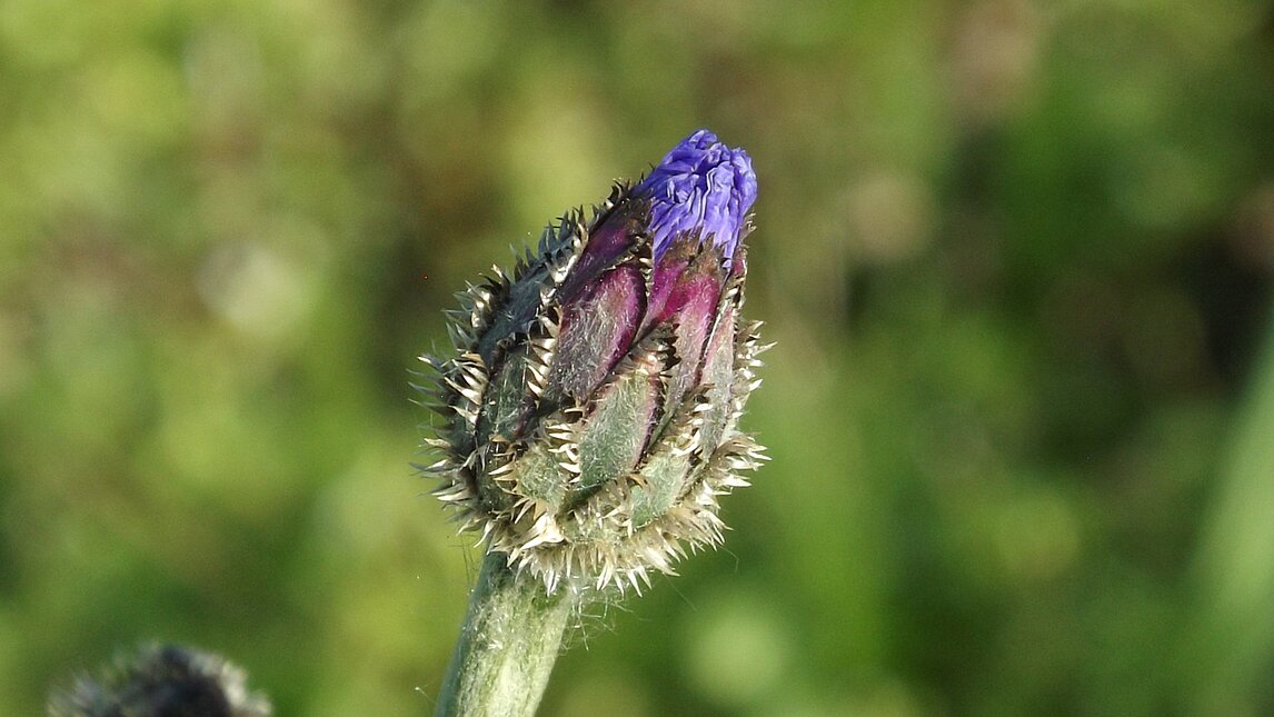 Die erste Kornblume - Centaurea cyanus