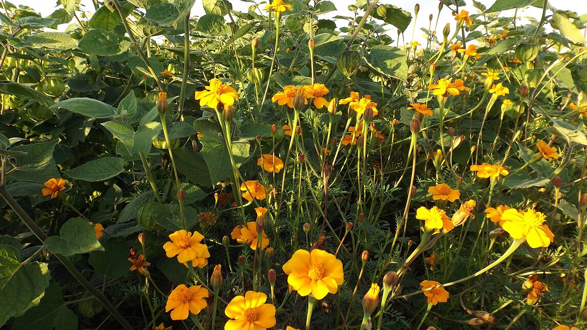 Tagetes tenuifolia vor Physalis peruviana