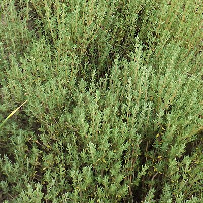 Thymian Deutscher Winter