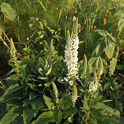 Weißblühende Königskerze