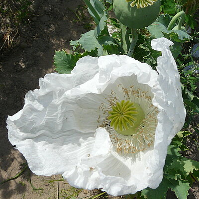 Mohn, Reinweißer