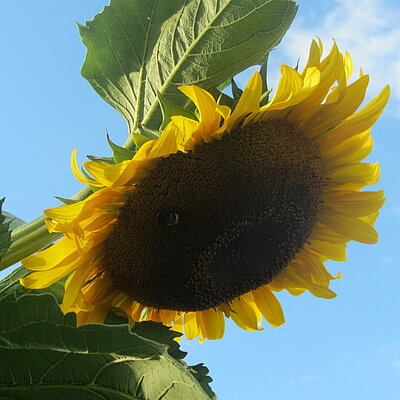 Sonnenblume Riesen