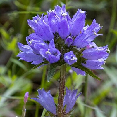 Borstige Glockenblume