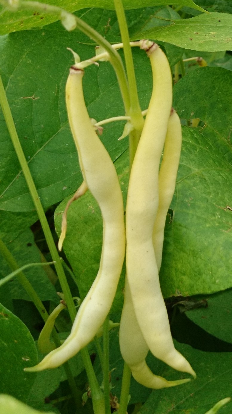 Buschbohnen / Phaseolus vulgaris var. nanus