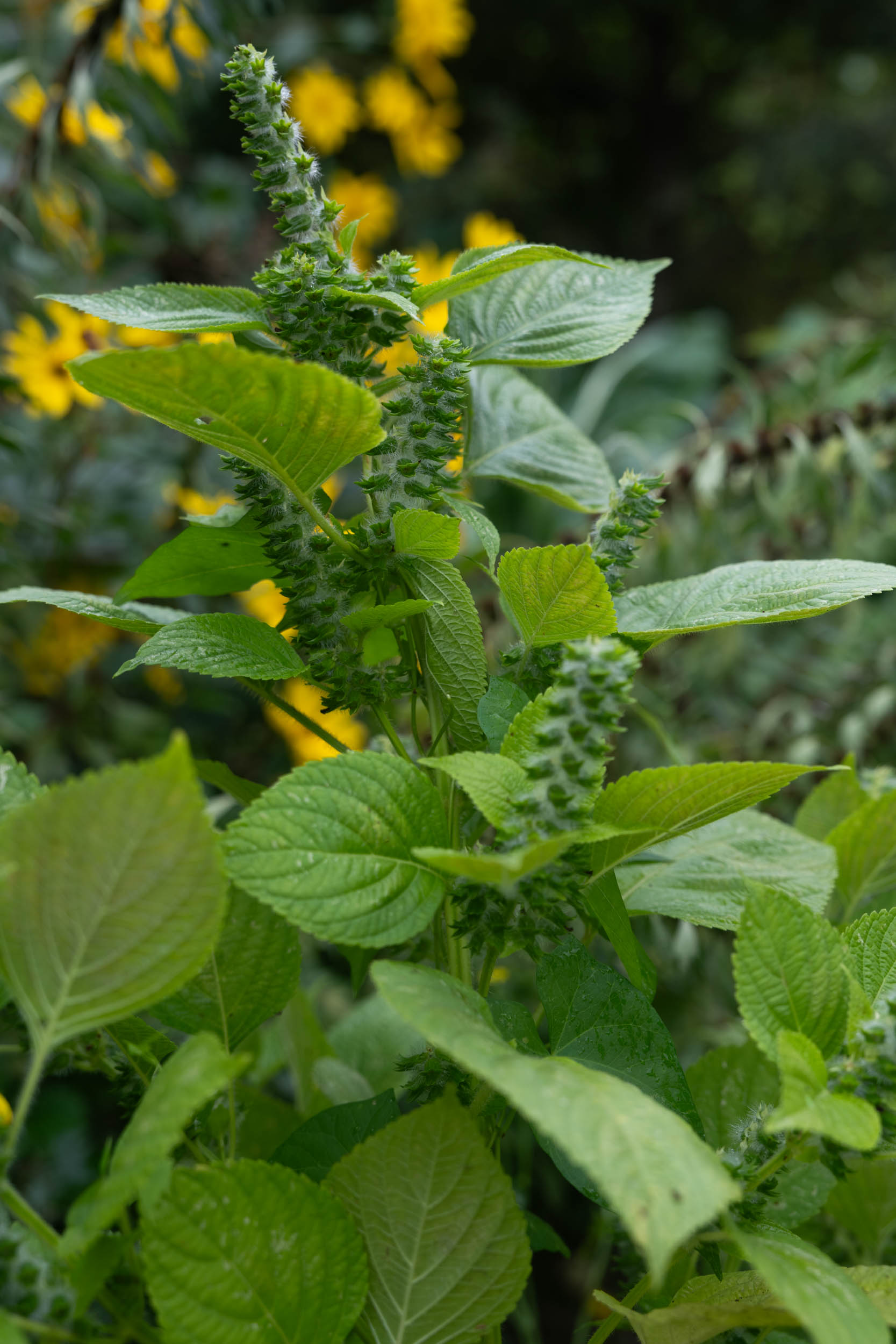 Perilla / Perilla frutescens