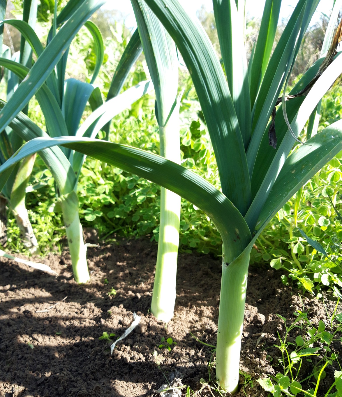 Lauch / Allium porrum
