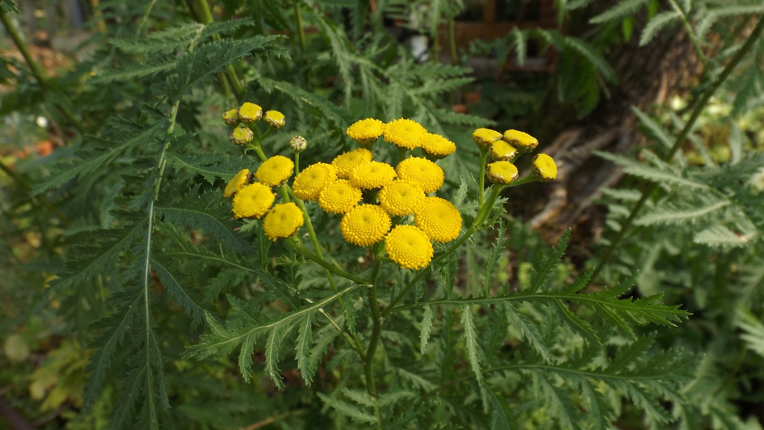 Rainfarn / Tanacetum vulgare