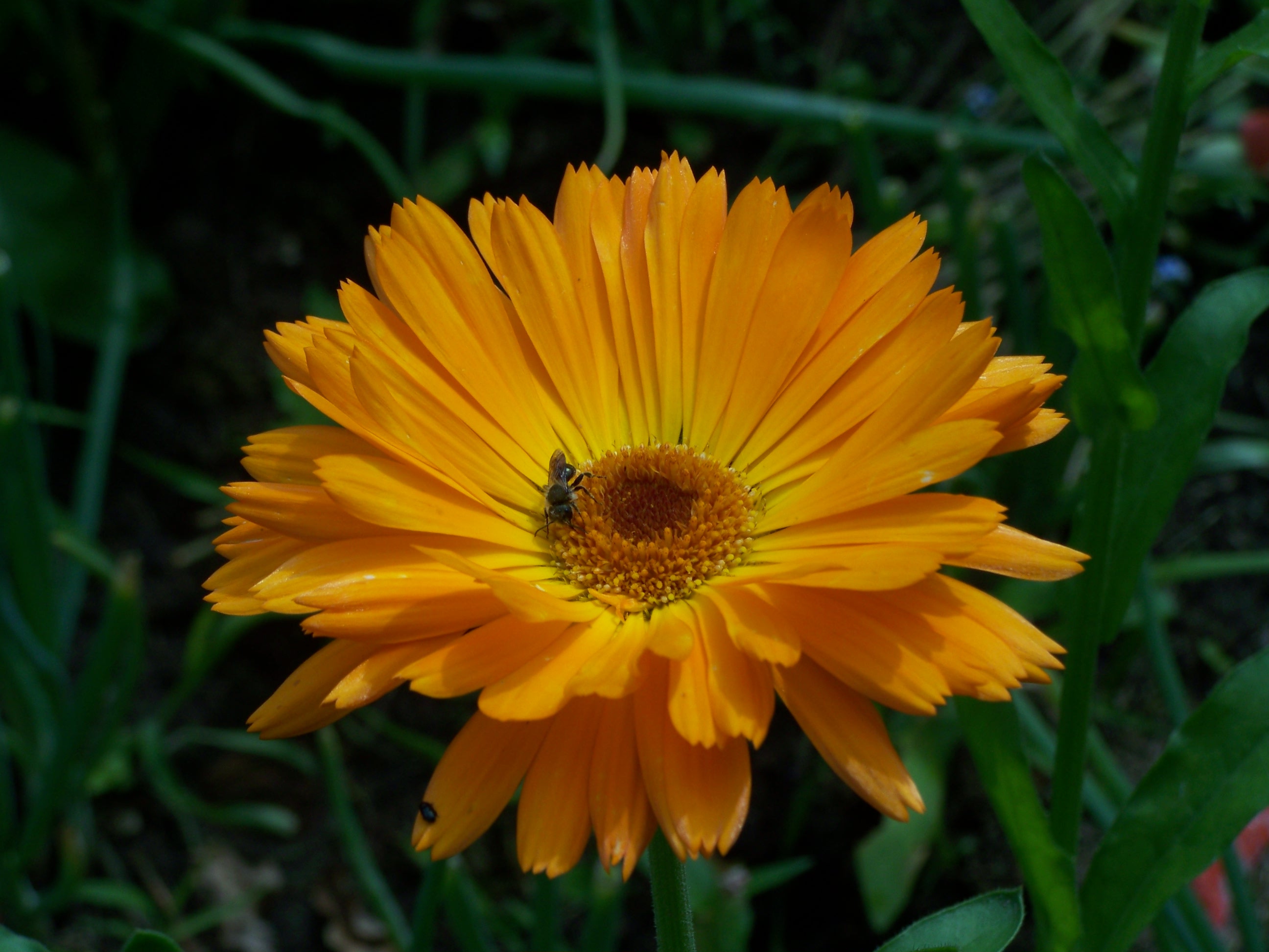 strelitzia 2m Baumstrelitzie in XXL-Größe kaufen main image 1