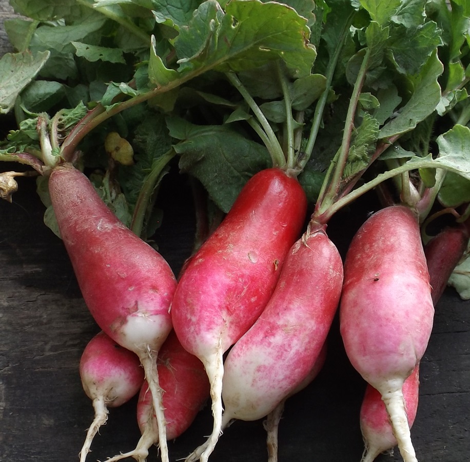 Scharfe Radieschen Samen Kaufen Radieschen Bio Samen  Seltene Alte Sorten  Mairbchen Raphanus Sativus, 100 Samen Fr Balkon Und Garten